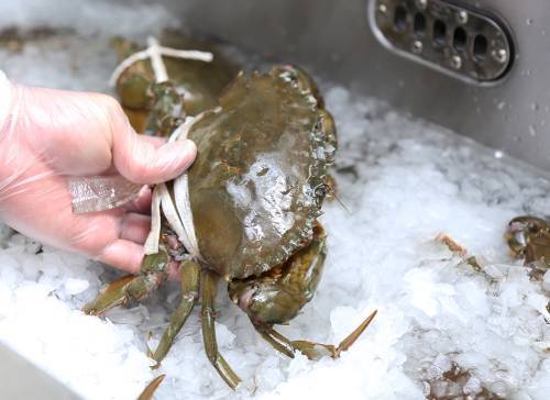 どうまん蟹 氷でしめて仮死状態に